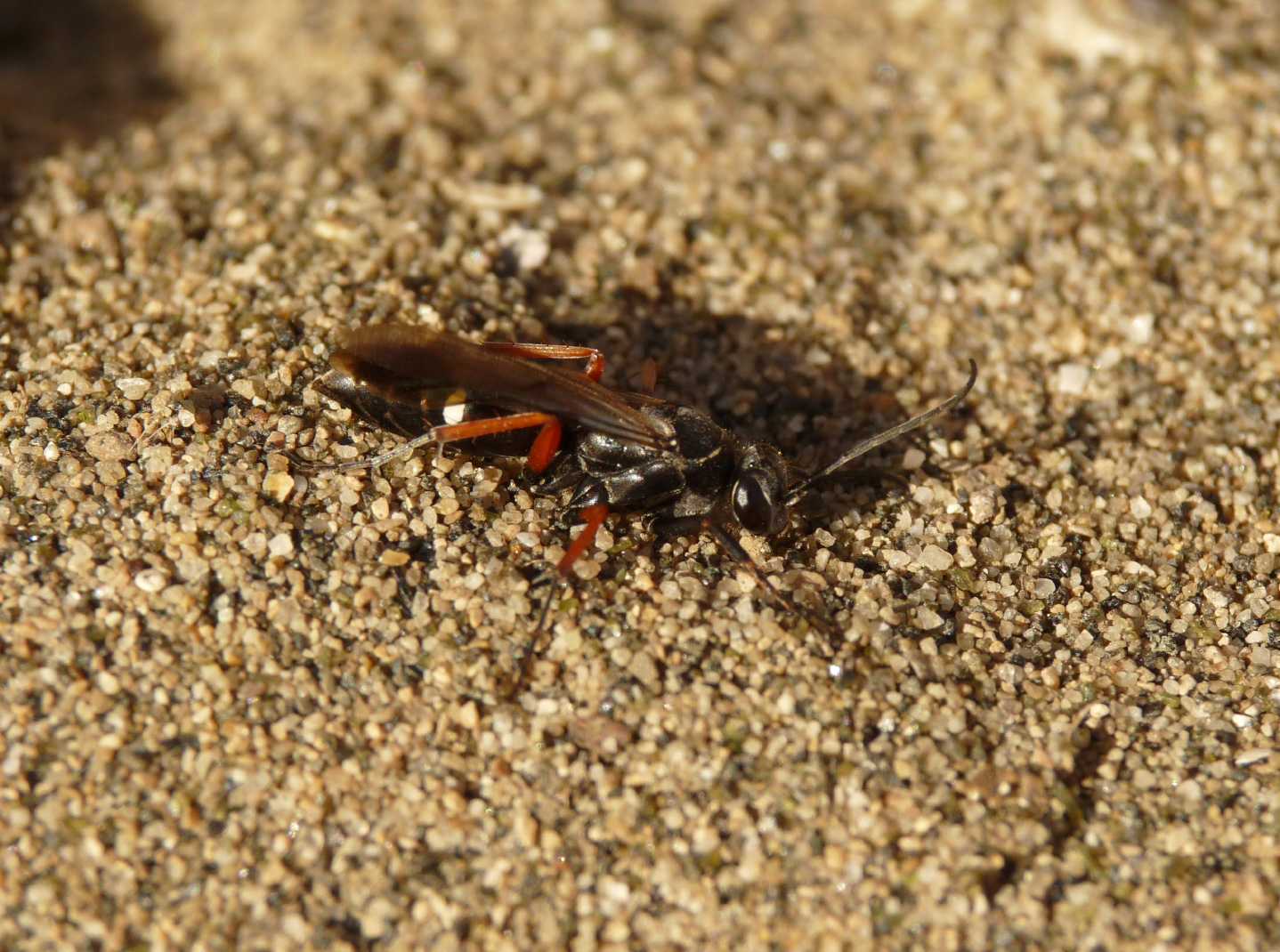 Pompilidae mediopiccolo nero zampe rosse